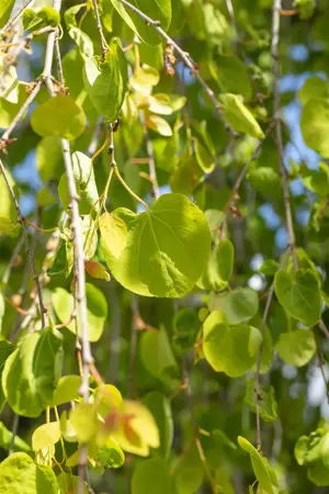 Cercidiphyllum jap. 'Pendulum' - 150 CM STEM C10 - image 4
