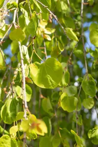 Cercidiphyllum jap. 'Pendulum' - 150 CM STEM C10 - image 4