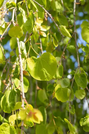 Cercidiphyllum jap. 'Pendulum' - 250-300 CM C50 - image 4