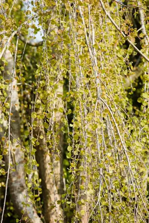 Cercidiphyllum jap. 'Pendulum' - 1/2 STDS C12 - image 1
