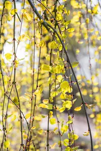 Cercidiphyllum jap. 'Pendulum' - STD 8-10 CM FTH. CONT - image 3