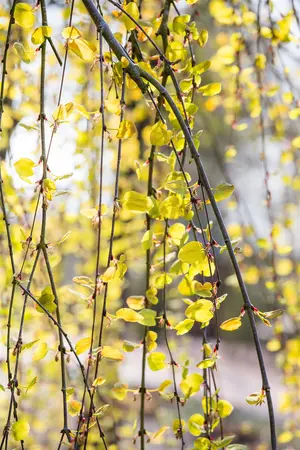 Cercidiphyllum jap. 'Pendulum' - 1/2 STDS C10 - image 3