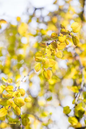 Cercidiphyllum jap. 'Pendulum' - 150-175 CM C5 WHIP - image 2