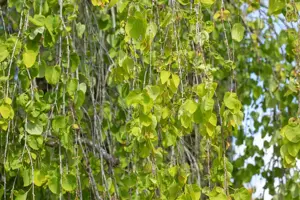 Cercidiphyllum jap. 'Pendulum' - STDS 6-8 CM C20 FEATHERED - image 5