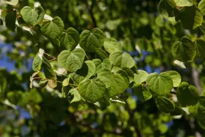 Cercidiphyllum jap. 'Ra'?
