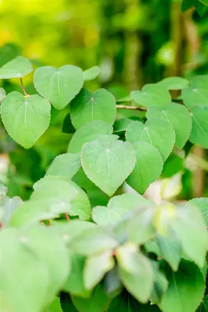 Cercidiphyllum jap. 'Rotfuchs' - 40-60 CM C2 WHIP - image 1