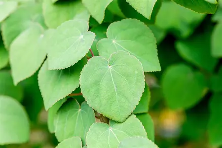 Cercidiphyllum jap. 'Rotfuchs' - 50-60 CM C4 - image 2