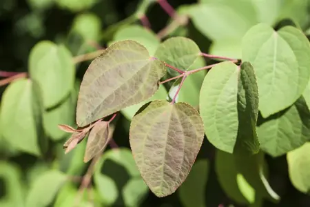 Cercidiphyllum japonicum - 40-60 CM C3 - image 4