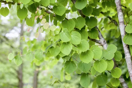 Cercidiphyllum japonicum - 200-225 CM C50 - image 2