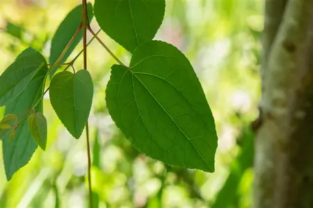 Cercidiphyllum japonicum - 200-225 CM C50 - image 3