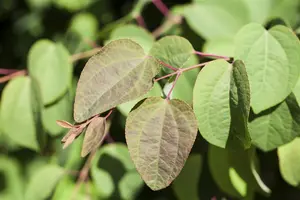 Cercidiphyllum japonicum - 200-225 CM C50 - image 4
