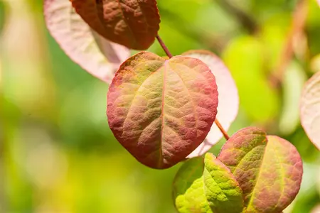 Cercidiphyllum japonicum - 200-225 CM C50 - image 5