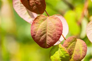 Cercidiphyllum japonicum - 200-225 CM C50 - image 5