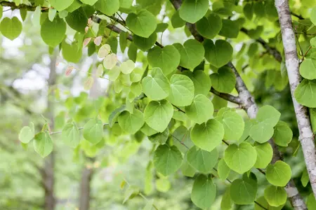 Cercidiphyllum japonicum - MULTISTAM 250-300 CM C150 - image 2