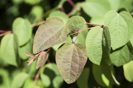 Cercidiphyllum japonicum - 80-100 CM C4 - image 4