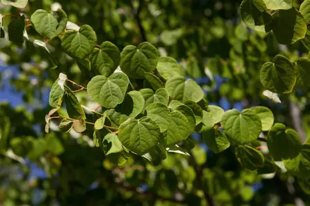 Cercidiphyllum japonicum - P9 - image 1