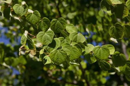 Cercidiphyllum japonicum - 200-250 CM C5 WHIP - image 1