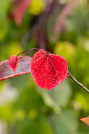 Cercis can. 'Carolina Sweetheart' - 175-200 CM FTH WHIP C10 - image 1