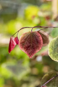 Cercis can. 'Carolina Sweetheart' - 175-200 CM FTH WHIP C10 - image 4