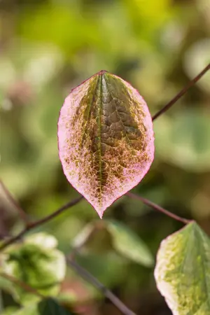 Cercis can. 'Carolina Sweetheart' - 175-200 CM FTH WHIP C10 - image 3