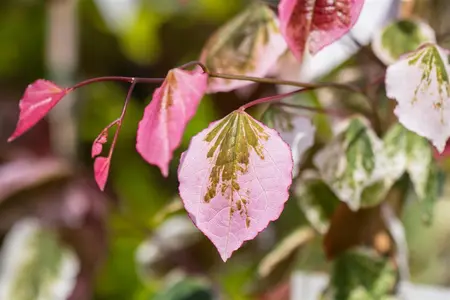 Cercis can. 'Carolina Sweetheart' - 100-125 CM C20 - image 2