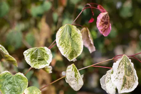 Cercis can. 'Carolina Sweetheart' - 125-150 CM C20 - image 5