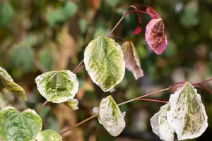 Cercis can. 'Carolina Sweetheart' - 175-200 CM FTH WHIP C10 - image 5