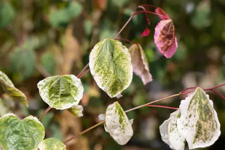 Cercis can. 'Carolina Sweetheart' - 100-125 CM C20 - image 5