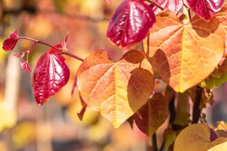 Cercis can. 'Eternal Flame' - 175-200 CM FTH WHIP C10 - image 1