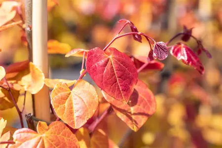 Cercis can. 'Eternal Flame' - 175-200 CM FTH WHIP C10 - image 3