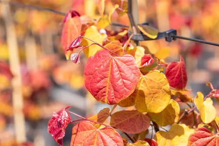Cercis can. 'Eternal Flame' - 60-80 CM C7.5 - image 2