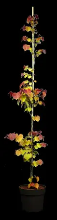 Cercis can. 'Eternal Flame' - 175-200 CM RB - image 1