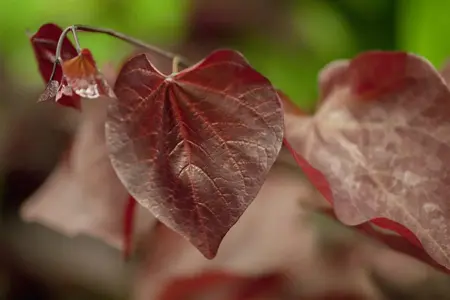 Cercis can. 'Forest Pansy' - 40-60 CM C4 - image 4