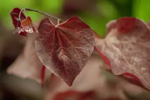 Cercis can. 'Forest Pansy' - 40-60 CM C4 - image 4