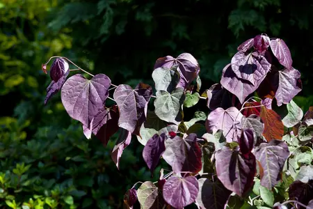 Cercis can. 'Forest Pansy' - MULTISTEM 175-200 CM C40 - image 4