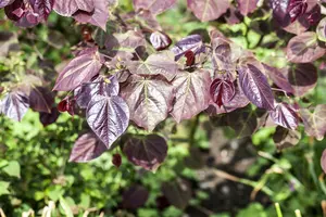 Cercis can. 'Forest Pansy' - MULTISTEM 175-200 CM C40 - image 5