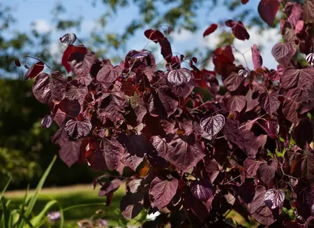 Cercis can. 'Forest Pansy' - 175-200 CM C3 WHIP - image 1