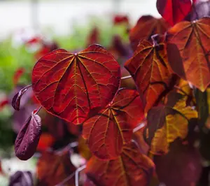 Cercis can. 'Forest Pansy' - MULTISTEM 175-200 CM C40 - image 2