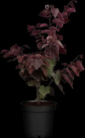 Cercis can. 'Forest Pansy' - 40-60 CM C4 - image 3