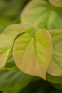 Cercis canadensis 'Cascading Hearts'