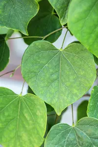 Cercis canadensis 'Cascading Hearts' - 200-250 CM C15 WHIP - image 3