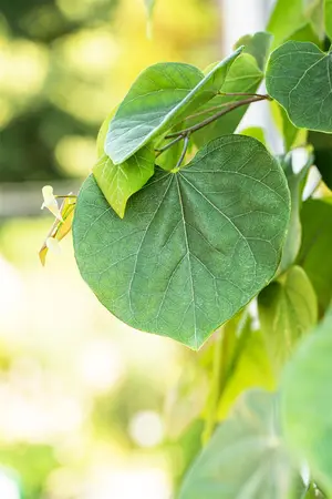 Cercis canadensis 'Cascading Hearts' - 200-250 CM C15 WHIP - image 5