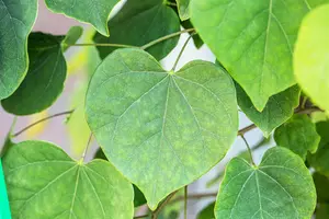 Cercis canadensis 'Cascading Hearts' - 200-250 CM C15 WHIP - image 2