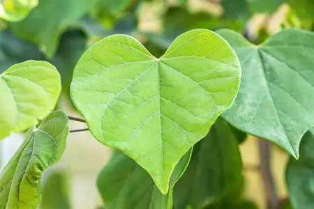 Cercis canadensis 'Cascading Hearts' - 200-250 CM C15 WHIP - image 4