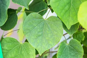 Cercis canadensis 'Cascading Hearts' - 125-150 CM FTH. WHIP C15 - image 2