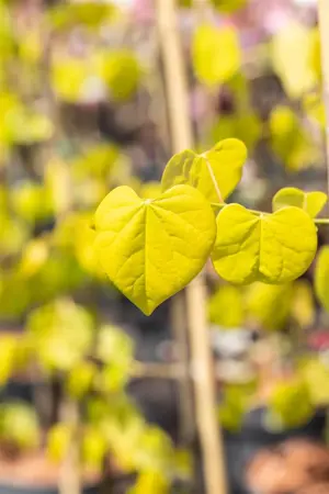 Cercis canadensis 'Golden Falls'? - SOLITAIR 200-225 CM RB - image 3