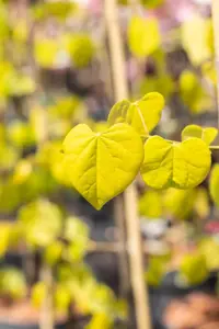 Cercis canadensis 'Golden Falls'? - SOLITAIR 200-225 CM RB - image 3