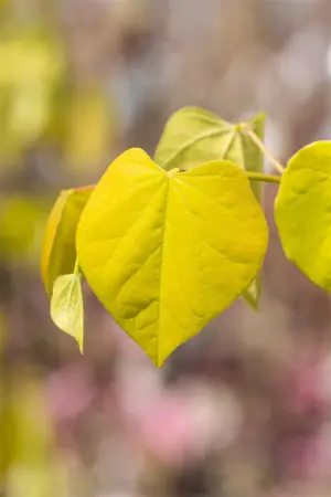 Cercis canadensis 'Golden Falls'? - SOLITAIR 200-225 CM RB - image 5
