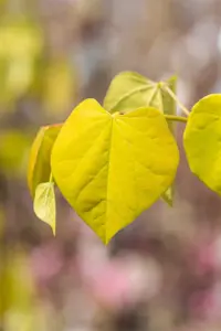Cercis canadensis 'Golden Falls'? - SOLITAIR 200-225 CM RB - image 5