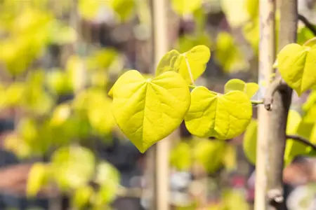 Cercis canadensis 'Golden Falls'? - SOLITAIR 200-225 CM RB - image 2